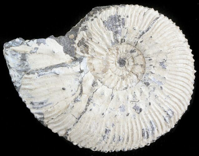Wide Kosmoceras Ammonite - England #42648